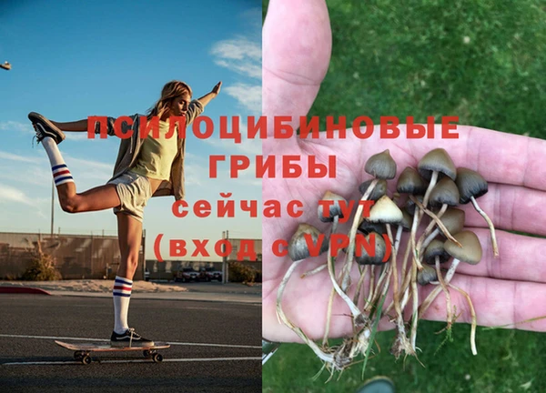 сатива Абинск